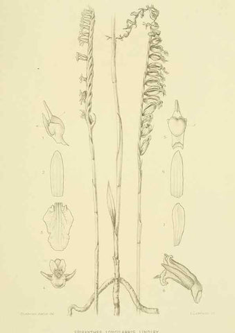 Reproducción/Reproduction 48870671037: Orchidaceae:. Boston,Houghton, Mifflin,1905-22.. 