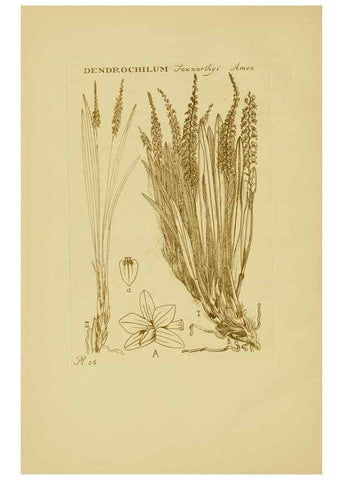 Reproducción/Reproduction 48870573411: Orchidaceae:. Boston,Houghton, Mifflin,1905-22.. 