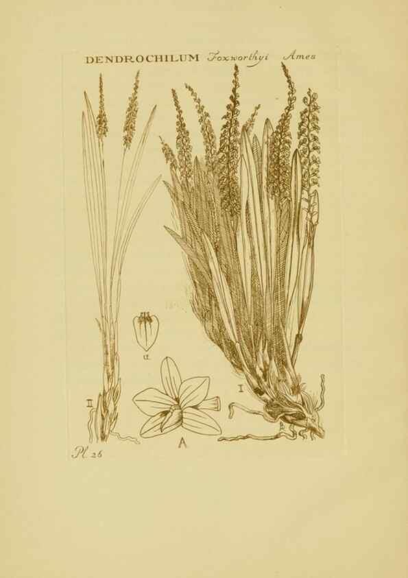 Reproducción/Reproduction 48870573411: Orchidaceae:. Boston,Houghton, Mifflin,1905-22.. 