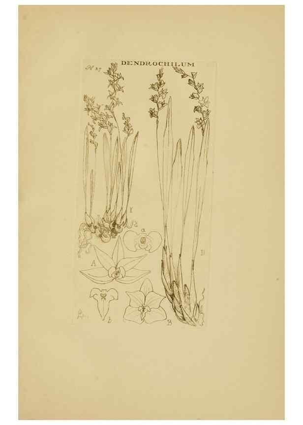 Reproducción/Reproduction 48870573801: Orchidaceae:. Boston,Houghton, Mifflin,1905-22.. 