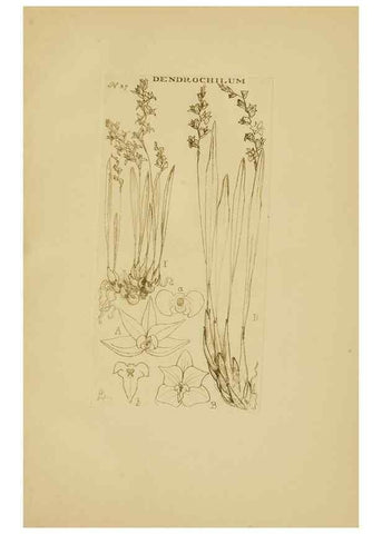 Reproducción/Reproduction 48870573801: Orchidaceae:. Boston,Houghton, Mifflin,1905-22.. 