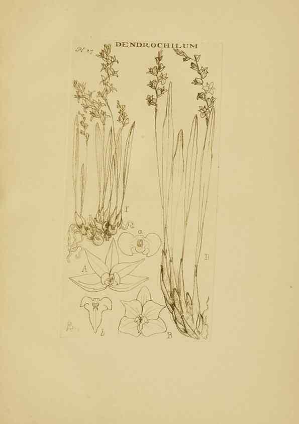 Reproducción/Reproduction 48870573801: Orchidaceae:. Boston,Houghton, Mifflin,1905-22.. 