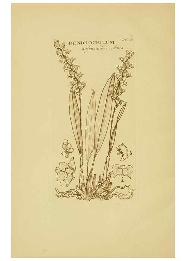 Reproducción/Reproduction 48870574116: Orchidaceae:. Boston,Houghton, Mifflin,1905-22.. 