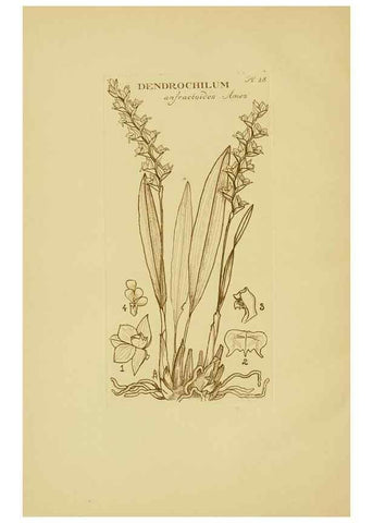 Reproducción/Reproduction 48870574116: Orchidaceae:. Boston,Houghton, Mifflin,1905-22.. 