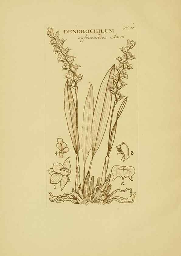 Reproducción/Reproduction 48870574116: Orchidaceae:. Boston,Houghton, Mifflin,1905-22.. 