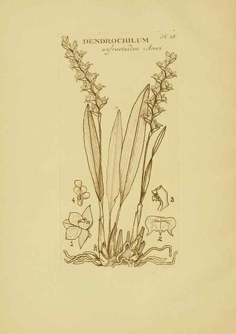 Reproducción/Reproduction 48870574116: Orchidaceae:. Boston,Houghton, Mifflin,1905-22.. 