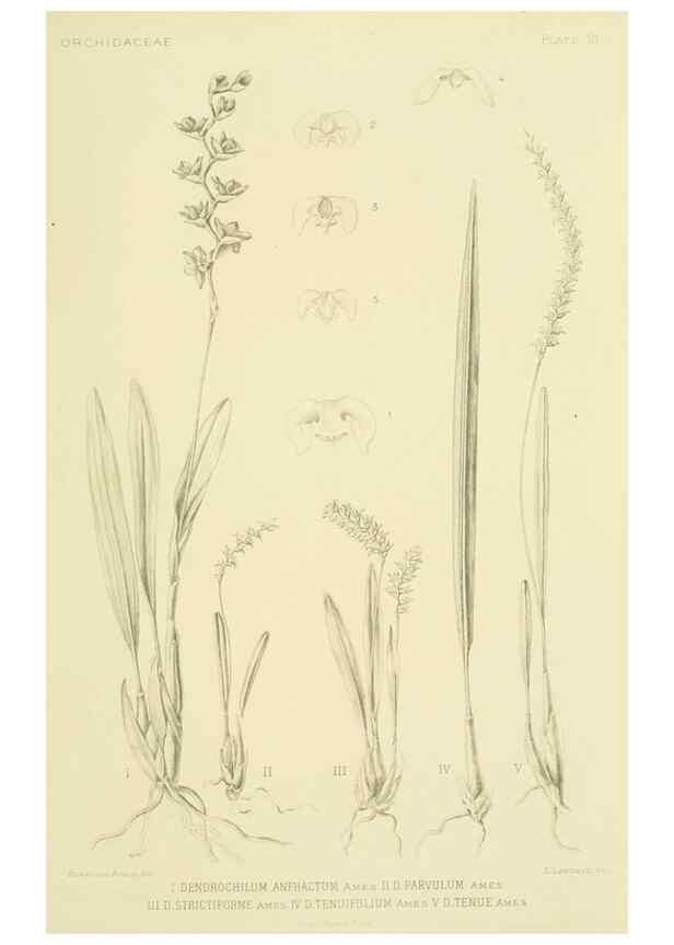 Reproducción/Reproduction 48870478421: Orchidaceae:. Boston,Houghton, Mifflin,1905-22.. 