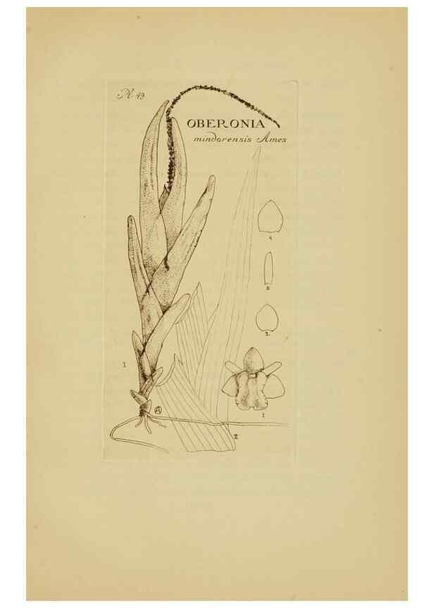 Reproducción/Reproduction 48870581016: Orchidaceae:. Boston,Houghton, Mifflin,1905-22.. 