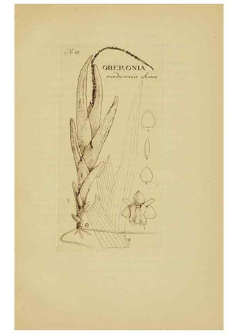 Reproducción/Reproduction 48870581016: Orchidaceae:. Boston,Houghton, Mifflin,1905-22.. 