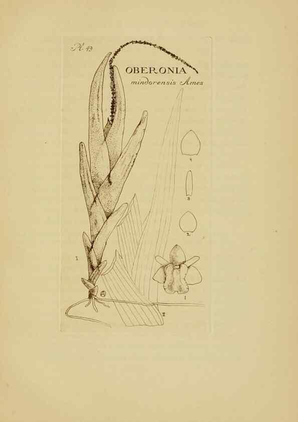 Reproducción/Reproduction 48870581016: Orchidaceae:. Boston,Houghton, Mifflin,1905-22.. 