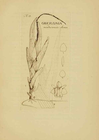Reproducción/Reproduction 48870581016: Orchidaceae:. Boston,Houghton, Mifflin,1905-22.. 