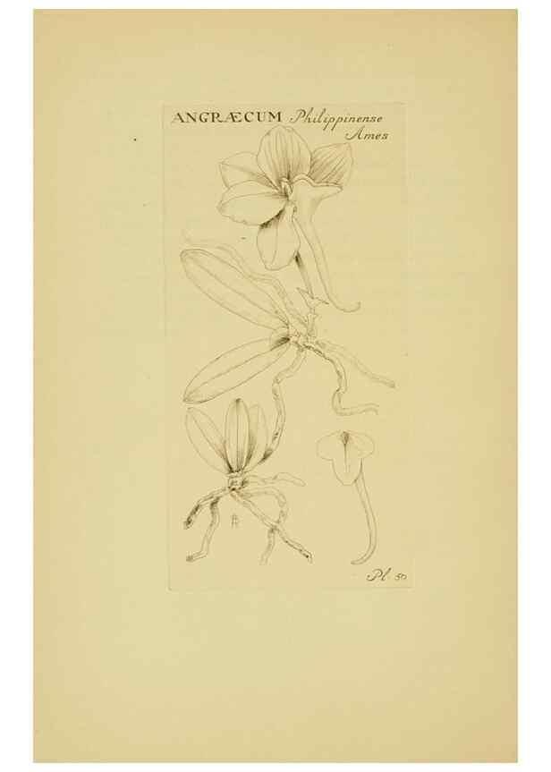 Reproducción/Reproduction 48870056763: Orchidaceae:. Boston,Houghton, Mifflin,1905-22.. 