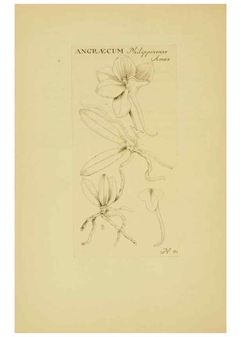 Reproducción/Reproduction 48870056763: Orchidaceae:. Boston,Houghton, Mifflin,1905-22.. 