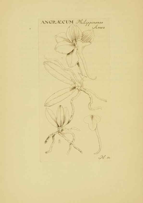 Reproducción/Reproduction 48870056763: Orchidaceae:. Boston,Houghton, Mifflin,1905-22.. 