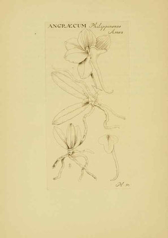 Reproducción/Reproduction 48870056763: Orchidaceae:. Boston,Houghton, Mifflin,1905-22.. 