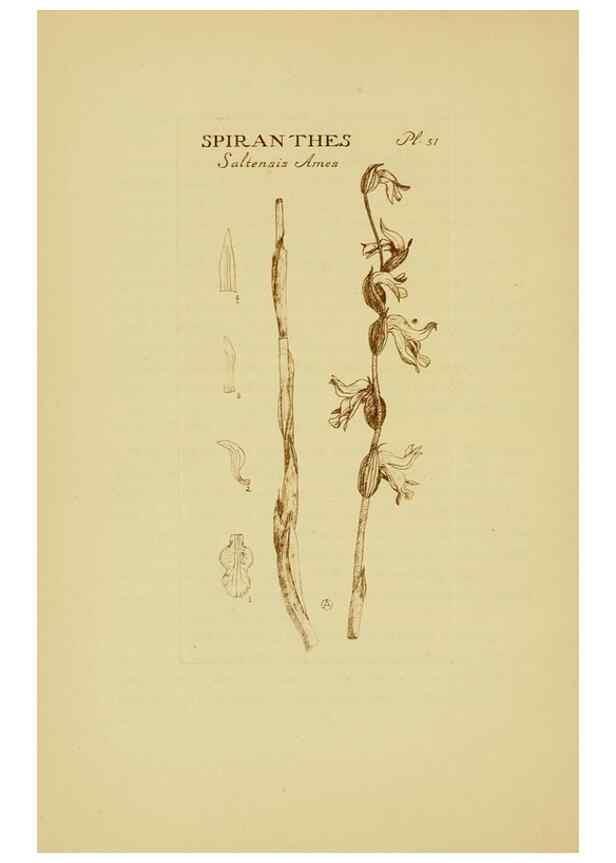 Reproducción/Reproduction 48870773707: Orchidaceae:. Boston,Houghton, Mifflin,1905-22.. 