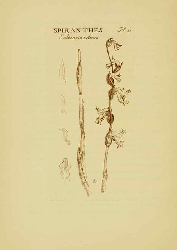 Reproducción/Reproduction 48870773707: Orchidaceae:. Boston,Houghton, Mifflin,1905-22.. 