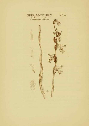 Reproducción/Reproduction 48870773707: Orchidaceae:. Boston,Houghton, Mifflin,1905-22.. 