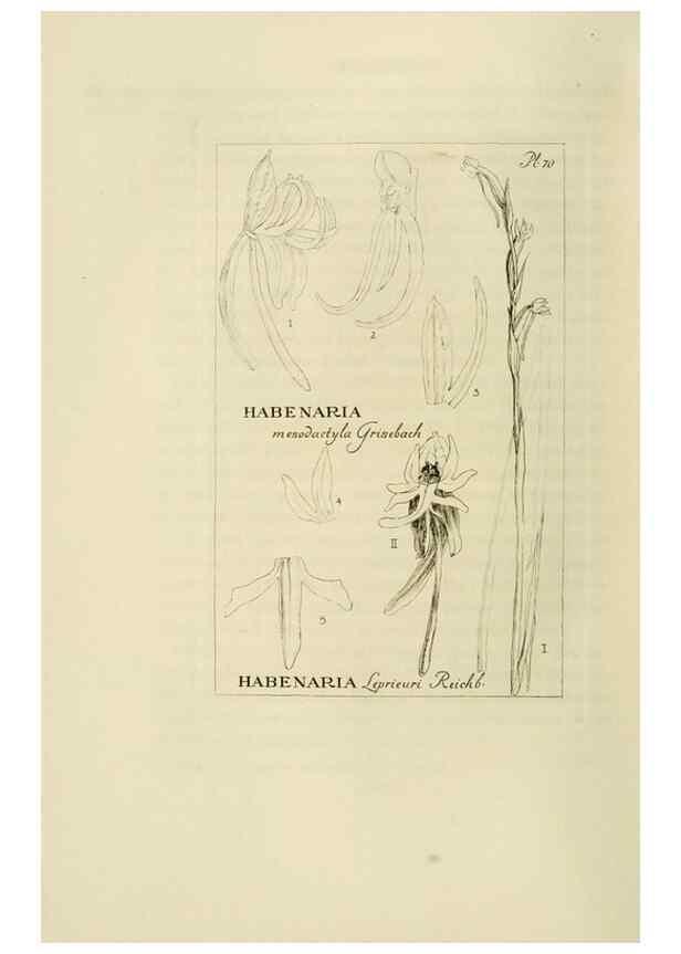 Reproducción/Reproduction 48870365843: Orchidaceae:. Boston,Houghton, Mifflin,1905-22.. 