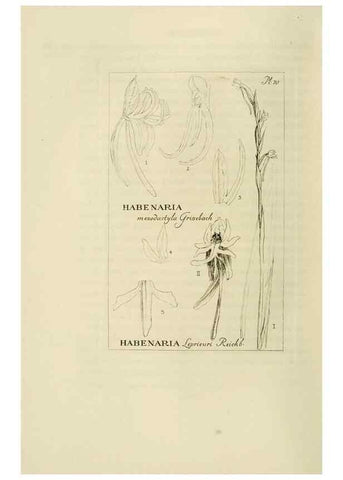 Reproducción/Reproduction 48870365843: Orchidaceae:. Boston,Houghton, Mifflin,1905-22.. 
