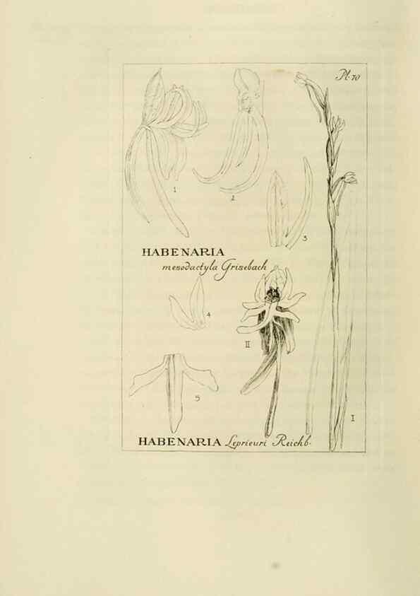 Reproducción/Reproduction 48870365843: Orchidaceae:. Boston,Houghton, Mifflin,1905-22.. 