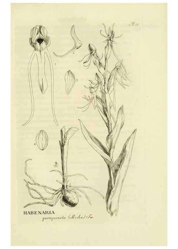 Reproducción/Reproduction 48870366173: Orchidaceae:. Boston,Houghton, Mifflin,1905-22.. 