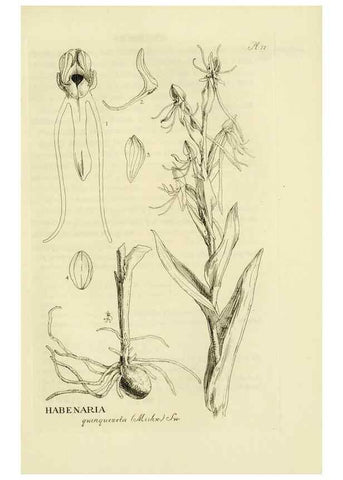 Reproducción/Reproduction 48870366173: Orchidaceae:. Boston,Houghton, Mifflin,1905-22.. 