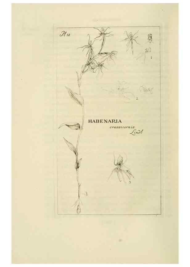 Reproducción/Reproduction 48870366538: Orchidaceae:. Boston,Houghton, Mifflin,1905-22.. 