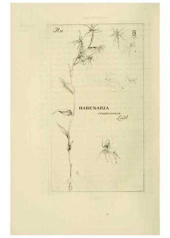 Reproducción/Reproduction 48870366538: Orchidaceae:. Boston,Houghton, Mifflin,1905-22.. 