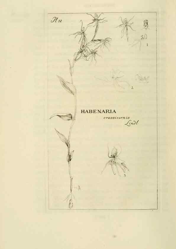 Reproducción/Reproduction 48870366538: Orchidaceae:. Boston,Houghton, Mifflin,1905-22.. 