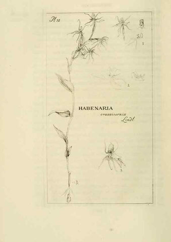 Reproducción/Reproduction 48870366538: Orchidaceae:. Boston,Houghton, Mifflin,1905-22.. 