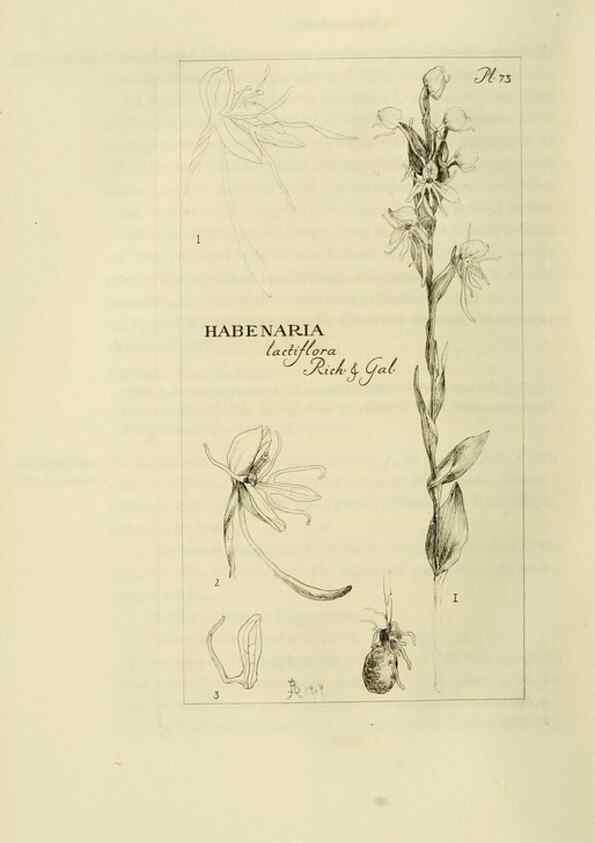 Reproducción/Reproduction 48870366863: Orchidaceae:. Boston,Houghton, Mifflin,1905-22.. 