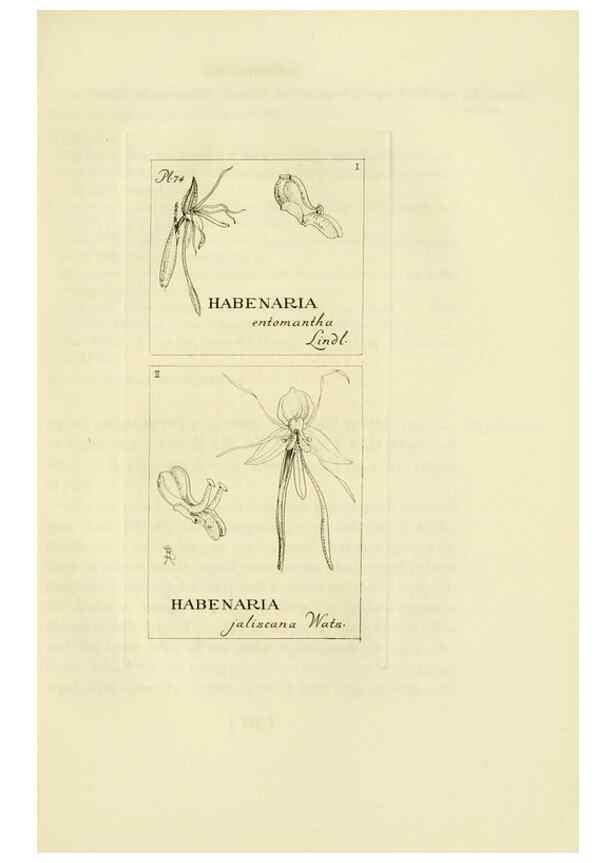 Reproducción/Reproduction 48870367103: Orchidaceae:. Boston,Houghton, Mifflin,1905-22.. 