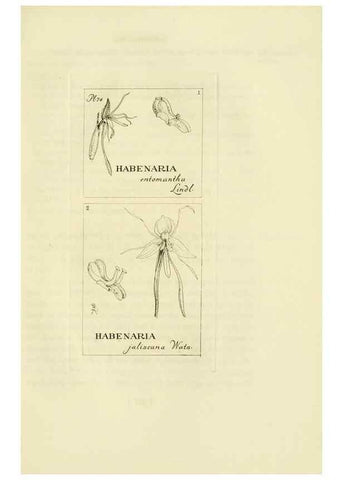 Reproducción/Reproduction 48870367103: Orchidaceae:. Boston,Houghton, Mifflin,1905-22.. 