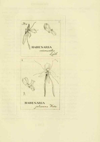 Reproducción/Reproduction 48870367103: Orchidaceae:. Boston,Houghton, Mifflin,1905-22.. 