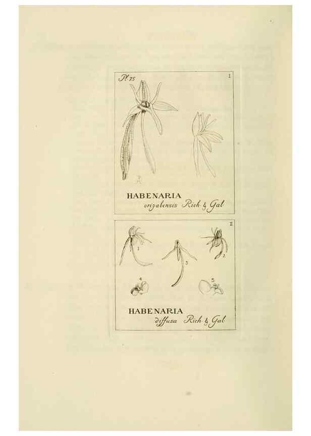 Reproducción/Reproduction 48870893016: Orchidaceae:. Boston,Houghton, Mifflin,1905-22.. 