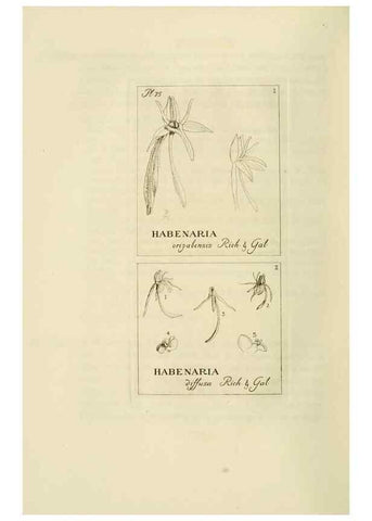 Reproducción/Reproduction 48870893016: Orchidaceae:. Boston,Houghton, Mifflin,1905-22.. 
