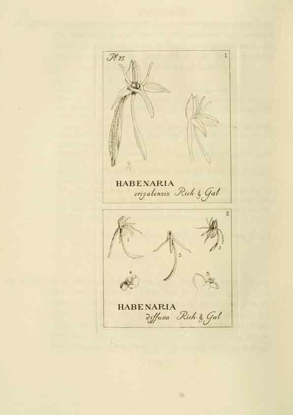 Reproducción/Reproduction 48870893016: Orchidaceae:. Boston,Houghton, Mifflin,1905-22.. 