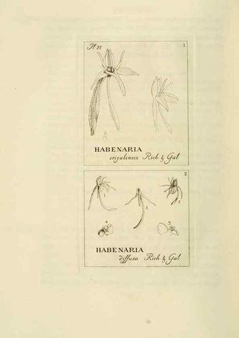 Reproducción/Reproduction 48870893016: Orchidaceae:. Boston,Houghton, Mifflin,1905-22.. 