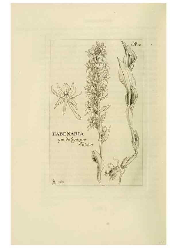 Reproducción/Reproduction 48870893426: Orchidaceae:. Boston,Houghton, Mifflin,1905-22.. 