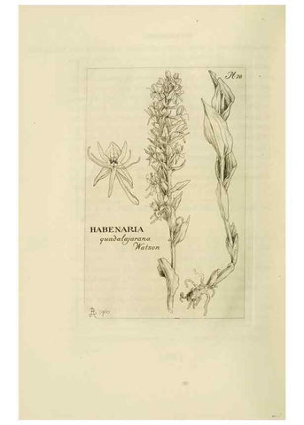 Reproducción/Reproduction 48870893426: Orchidaceae:. Boston,Houghton, Mifflin,1905-22.. 