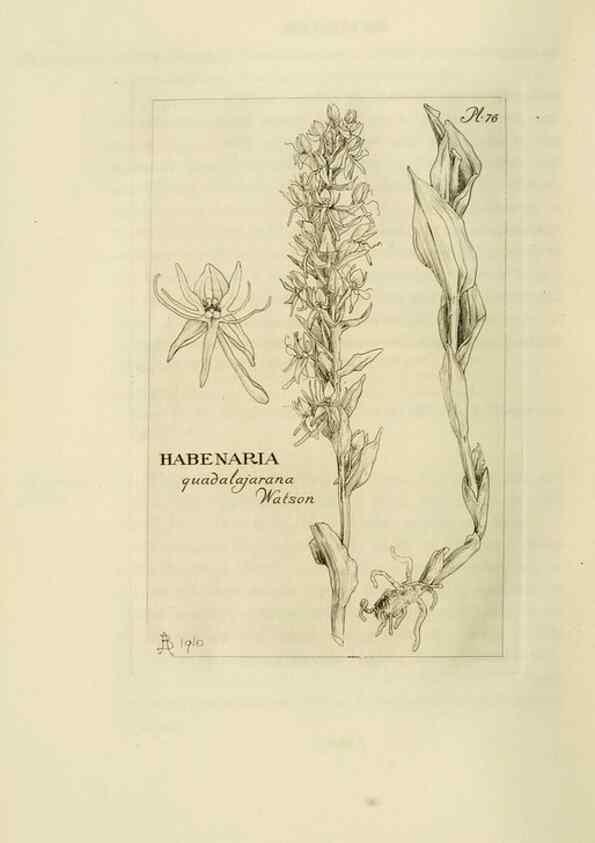 Reproducción/Reproduction 48870893426: Orchidaceae:. Boston,Houghton, Mifflin,1905-22.. 