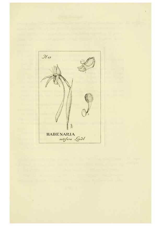 Reproducción/Reproduction 48871085162: Orchidaceae:. Boston,Houghton, Mifflin,1905-22.. 