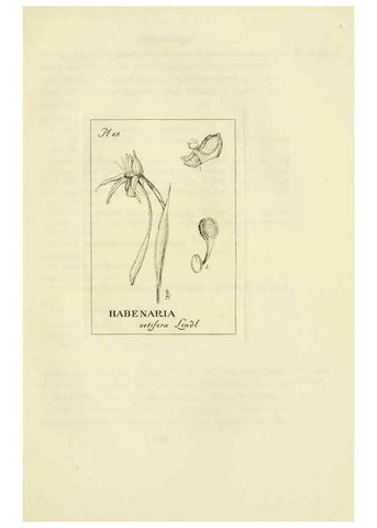 Reproducción/Reproduction 48871085162: Orchidaceae:. Boston,Houghton, Mifflin,1905-22.. 