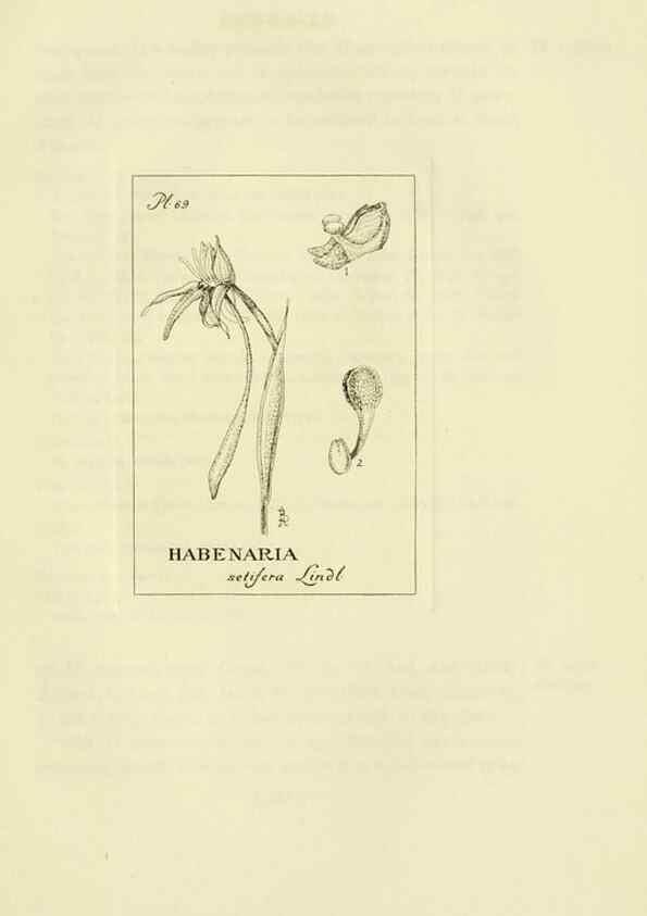 Reproducción/Reproduction 48871085162: Orchidaceae:. Boston,Houghton, Mifflin,1905-22.. 