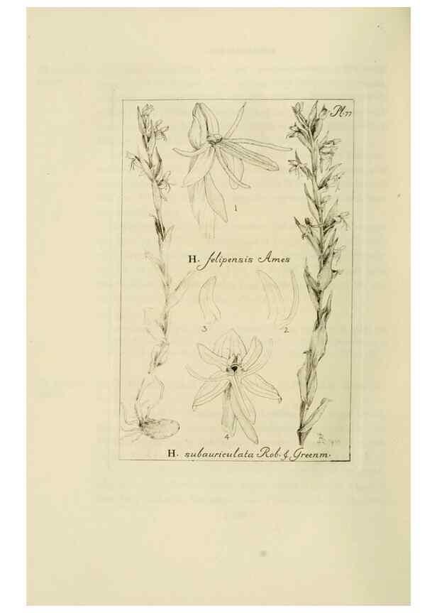 Reproducción/Reproduction 48870893751: Orchidaceae:. Boston,Houghton, Mifflin,1905-22.. 
