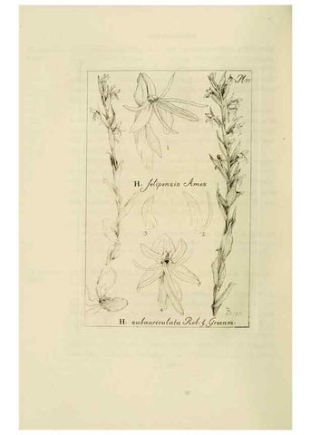 Reproducción/Reproduction 48870893751: Orchidaceae:. Boston,Houghton, Mifflin,1905-22.. 