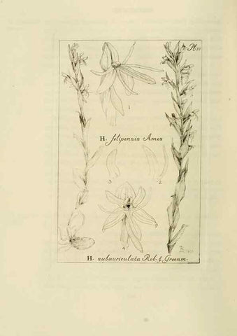 Reproducción/Reproduction 48870893751: Orchidaceae:. Boston,Houghton, Mifflin,1905-22.. 