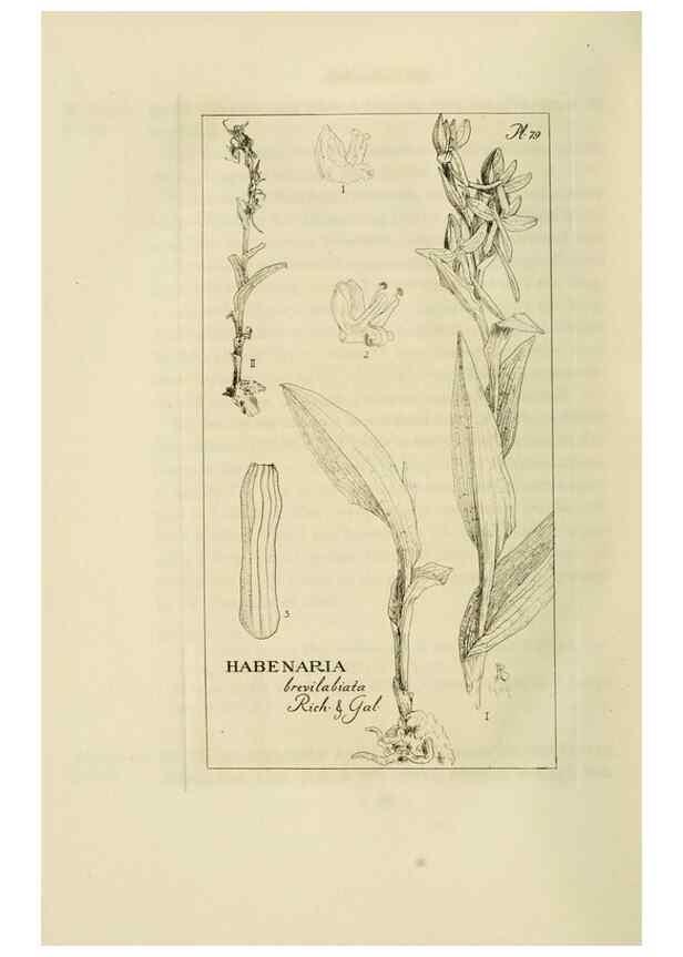 Reproducción/Reproduction 48871088352: Orchidaceae:. Boston,Houghton, Mifflin,1905-22.. 