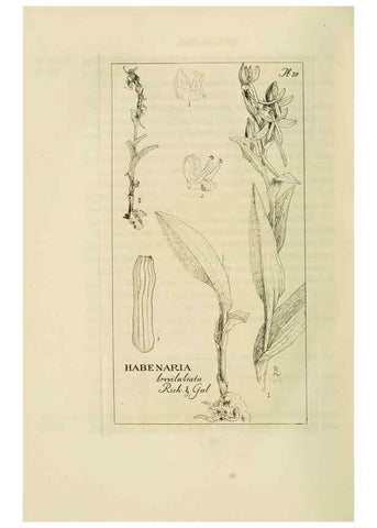Reproducción/Reproduction 48871088352: Orchidaceae:. Boston,Houghton, Mifflin,1905-22.. 